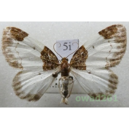 Mesoleuca albicillata (Linnaeus, 1758) Czech5i